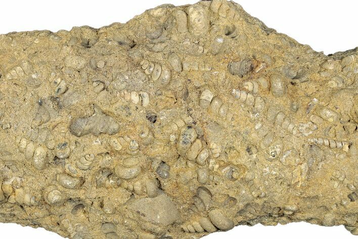 Cretaceous Fossil Gastropods (Turritella) In Limestone - Texas #284909